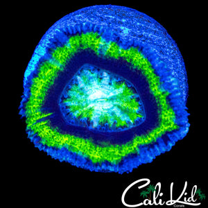 ZOBIE EYE ACAN