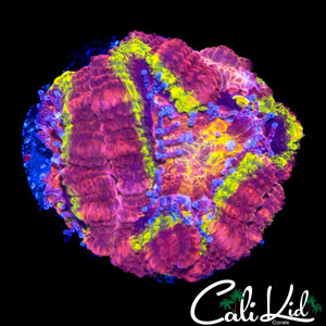 BLACK HOLE SUN ACAN W/ BABIES