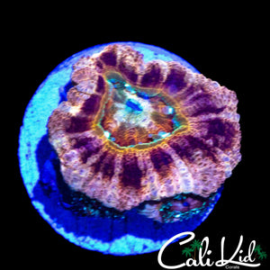 RARE ASIAN ACAN ACAN DOUBLE