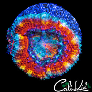 RAINBOW ABYSS ACAN