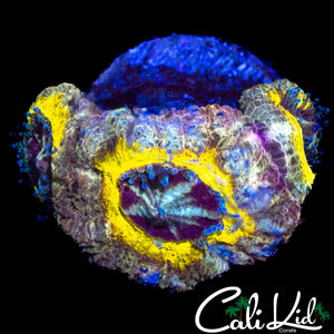 SUPER RARE ASIAN ACAN TRIPLE