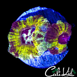 AFTER BURNER ACAN DOUBLE