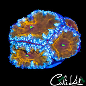 RARE COLOR BLASTO QUAD