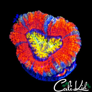 SUN FIRE ACAN