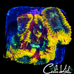 CK ELECTRIC DAISY FAVIA