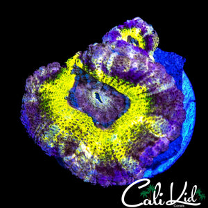 SUPER ASIAN ACAN DOUBLE