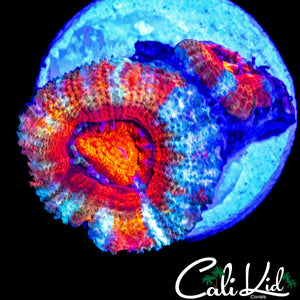 ULTRA RAINBOW ACAN DOUBLE