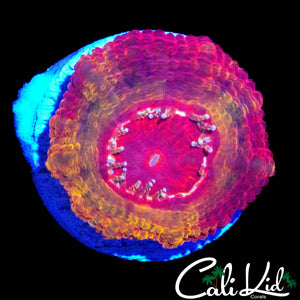 RARE MYSTERY ACAN