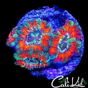 ULTRA ACAN QUAD