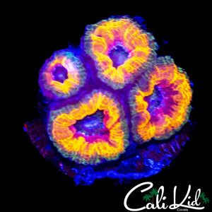 MARDI GRAS ACAN MORPH QUAD