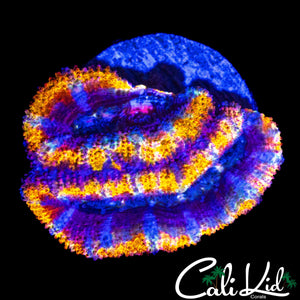 ULTRA RAINBOW ACAN DOUBLE