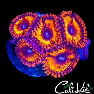 MAUL TYPE ZOA MINI COLONY