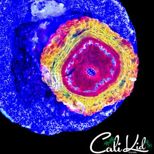 XTREME MYSTERY ACAN