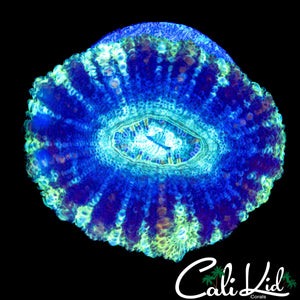 XL ULTRA ACAN LORD