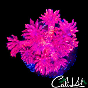 OG RED GLITTER GONI