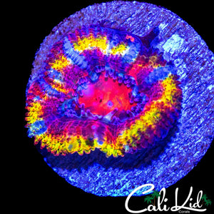 ULTIMATE RAINBOW ACAN