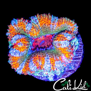 RARE "5" COLOR ACAN