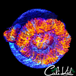 ULTRA RAINBOW ACAN DOUBLE
