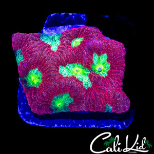 ULTRA SPECKLED FAVIA