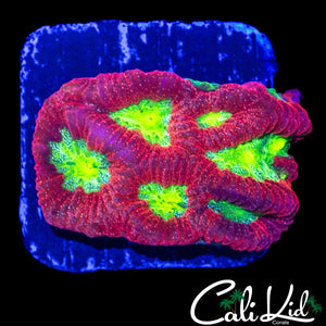 ULTRA SPECKLED FAVIA