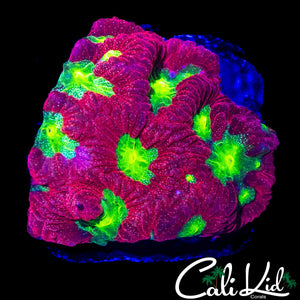 ULTRA SPECKLED FAVIA