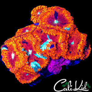 PURPLE SPOTTED BLASTO COLONY