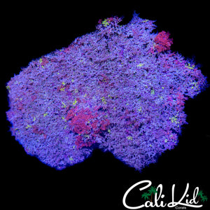 RARE FIRE ANEMONE