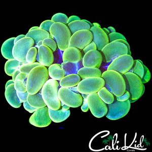 ULTRA BUBBLE CORAL