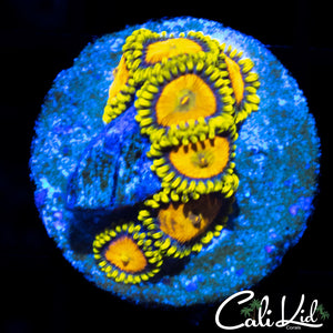 ULTRA ZOA MINI COLONY