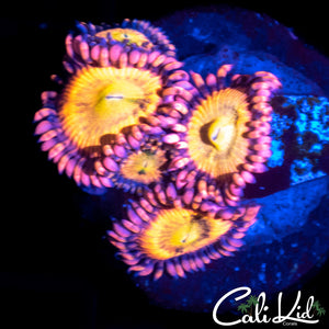 CK SHOCKTART MINI COLONY
