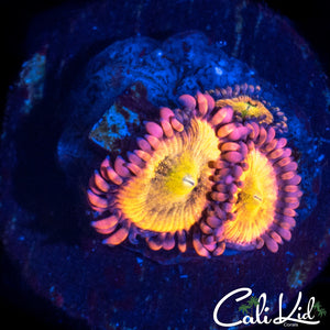 CK SHOCKTART TRIPLE