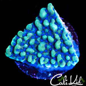 CK ICEMAN MONTI