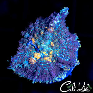 RAINBOW EYE RHODACTIS