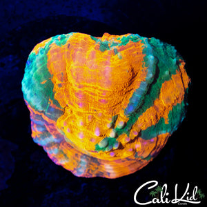 TRI COLOR SCOLY
