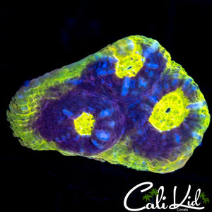 SOLOMAN ISLAND RAINBOW CHALICE