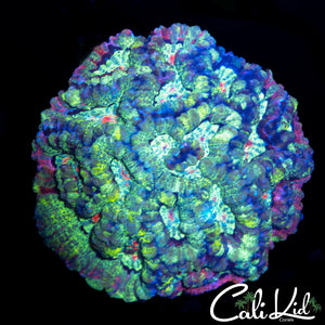 BEAUTIFUL RAINBOW WILSONI