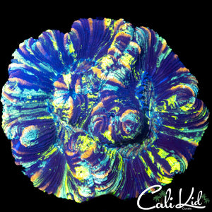 PAINT SPLATTER WELSO