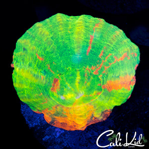TRI COLOR SCOLY