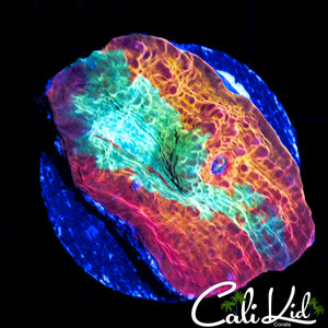 RAINBOW RIVER CHALICE