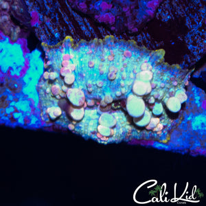 NEPTUNE BOUNCE SHROOM