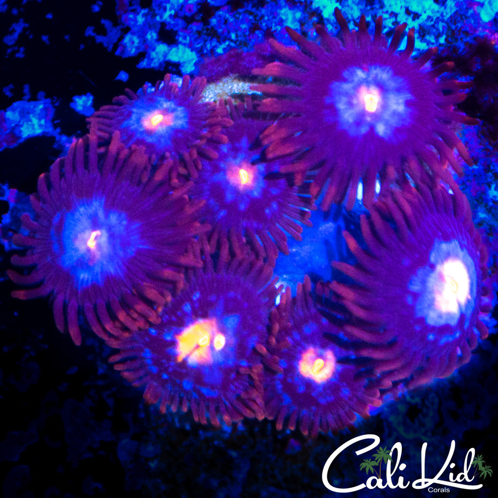 ULTRA ZOA MINI COLONY