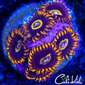 PURPLE HORNET MINI COLONY