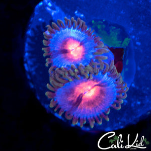 MIAMI VICE ZOA DOUBLE