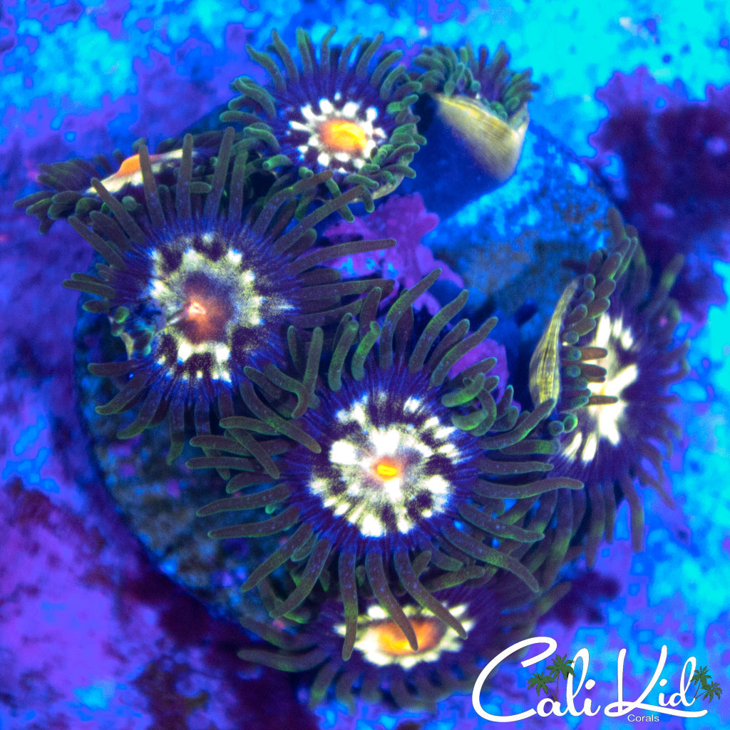ASSORTED ZOA MINI COLONY