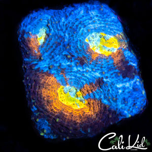 BLUE THUNDER ECHINATA