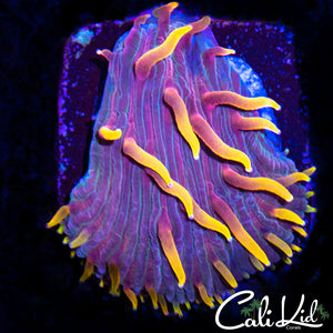 RAINBOW DIASERIS