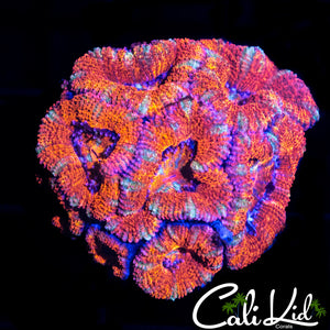 ULTRA ACAN MINI COLONY