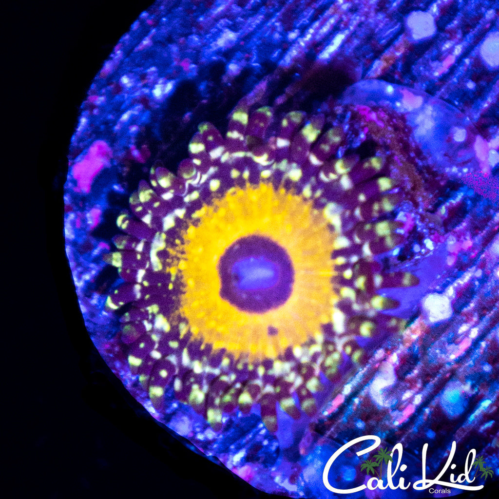 GOD BEAST ZOA