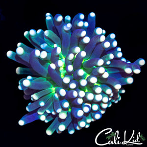 GREEN MOUTH TORCH