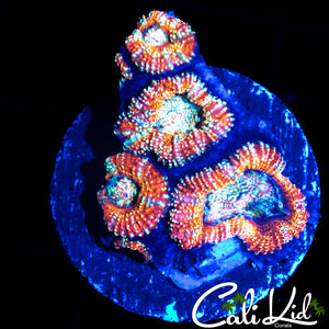 PATCHWORK ACAN QUAD